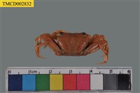 藏品(高橋長方蟹)的圖片